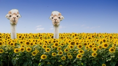 Bliss secret openair 18th of June