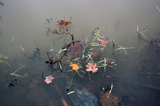 Boglancering – ”Et år i Sibirien” af Lars Bo Nørgaard og Nikolaj Callesen