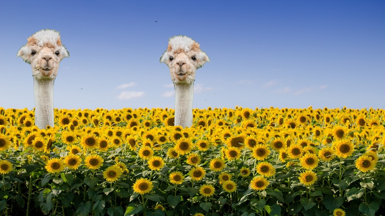 Bliss secret openair 18th of June