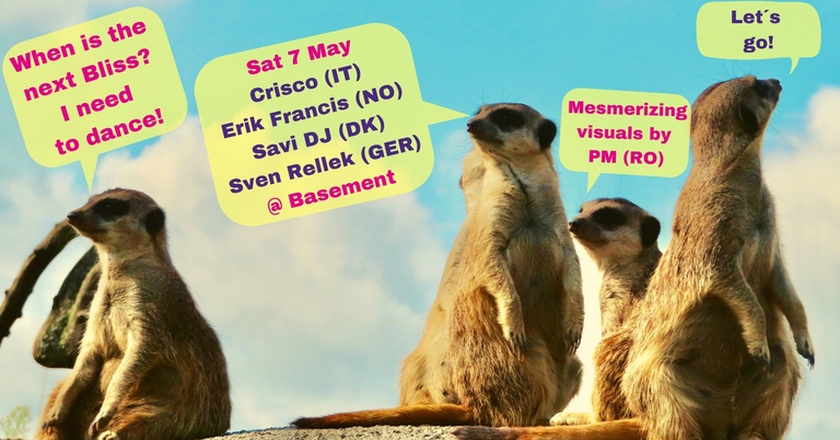 BLISS#5 Party Like a Meerkat