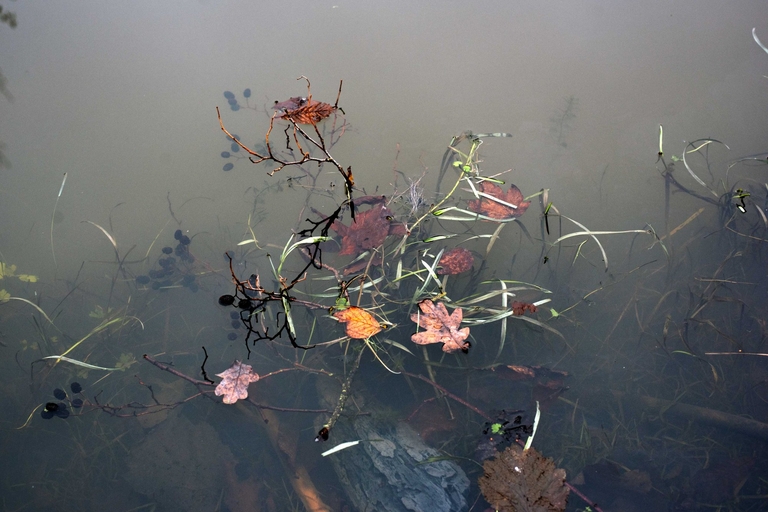 Boglancering – ”Et år i Sibirien” af Lars Bo Nørgaard og Nikolaj Callesen