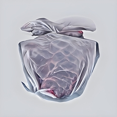 Rhizomatic Extensions | Lucas Chikhieo · Skarv · Xenia Xamanek · Lyra Valenza