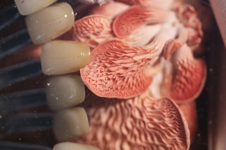 Åbning af The Living Room