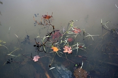 Boglancering – ”Et år i Sibirien” af Lars Bo Nørgaard og Nikolaj Callesen