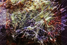 Ezy - Root Zone Release