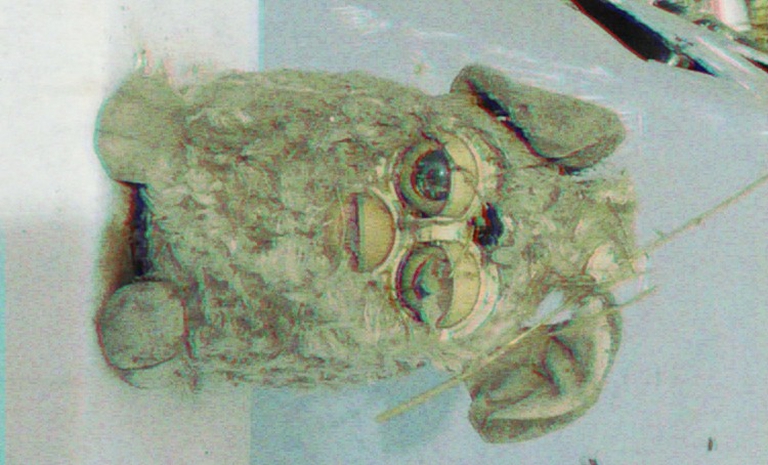 Totentanz x Kalabalik på Tyrolen Warm Up x Albert Severin x Ætervader